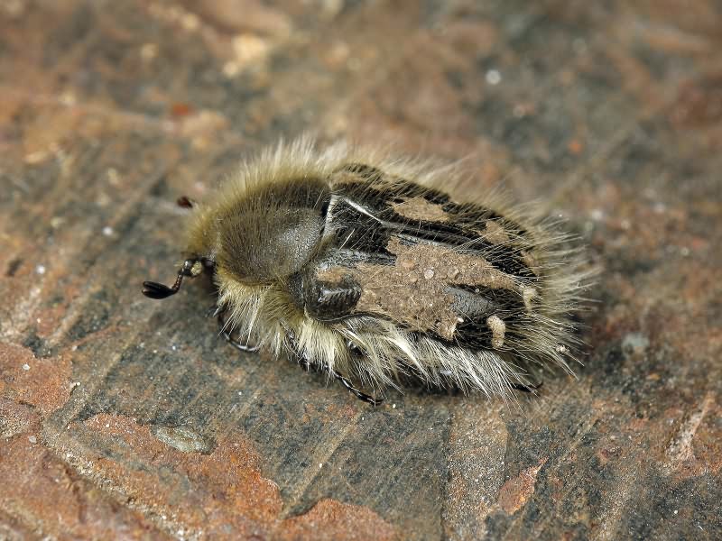 Tropinota hirta (Poda, 1761)